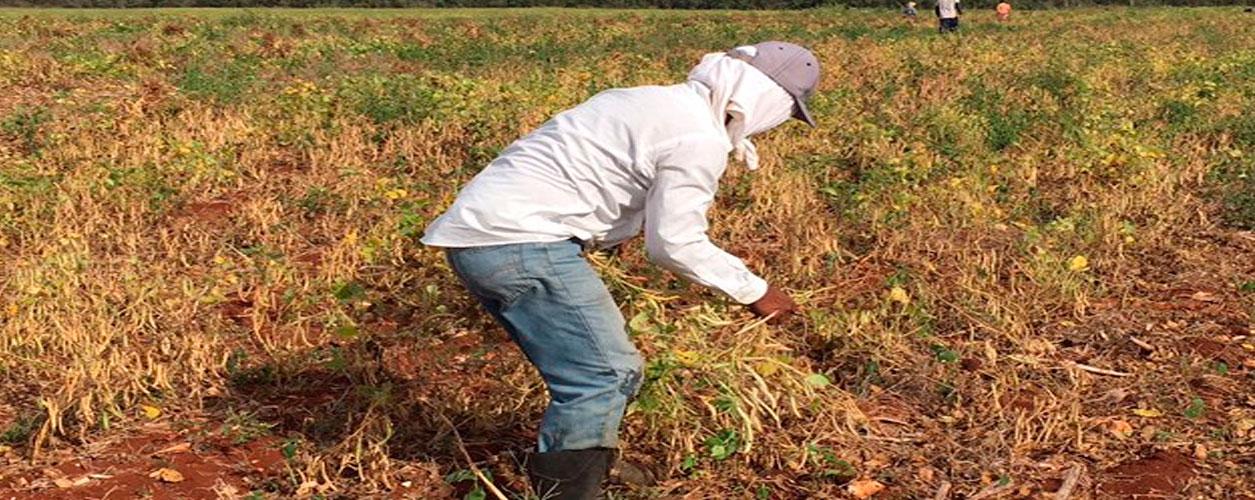 Inicia la cosecha de frijol Jamapa, producto de las semillas entregadas por Carlos Joaquín