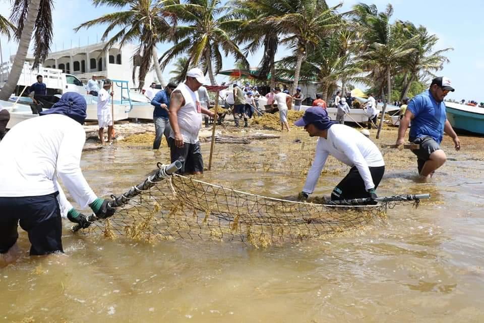 En Quintana Roo, se han recolectado 38 mil 892 toneladas de sargazo de mayo a junio de 2019